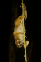 Outlon bornejsky - Nycticebus menagensis - Philippine Bornean Slow Loris o6251